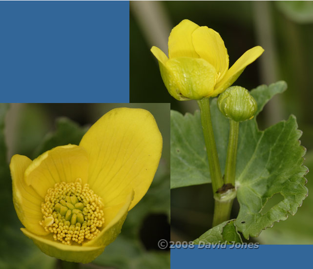 The first Marsh Marigold come into flower