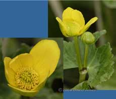 The first Marsh Marigold come into flower