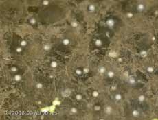Frogspawn with dead embryos