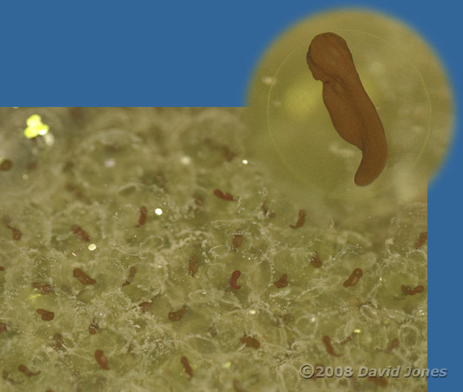 Developing frogspawn