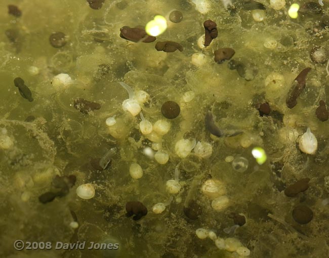 Pea Cockles on frogspawn