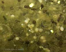 Pea Cockles on frogspawn