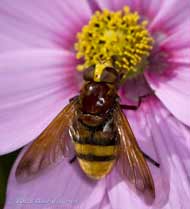 Belted Hoverfly (Volucella zonaria) on Cosmos