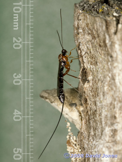 Ichneumon fly on log - 1