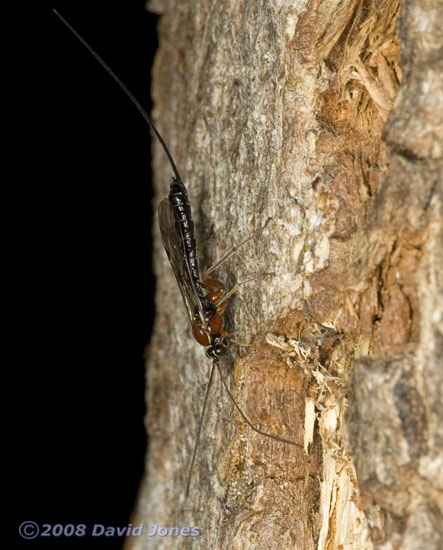 Ichneumon fly on log - 2