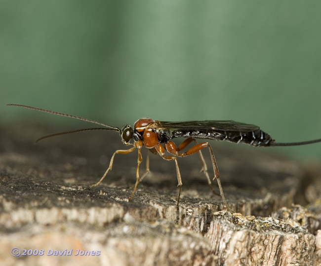 Ichneumon fly on log - 3
