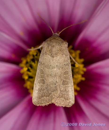 Common Quaker (Orthosia cerasi) on Cosmos