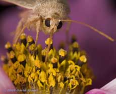 Common Quaker (Orthosia cerasi) takes nectar at Cosmos flower