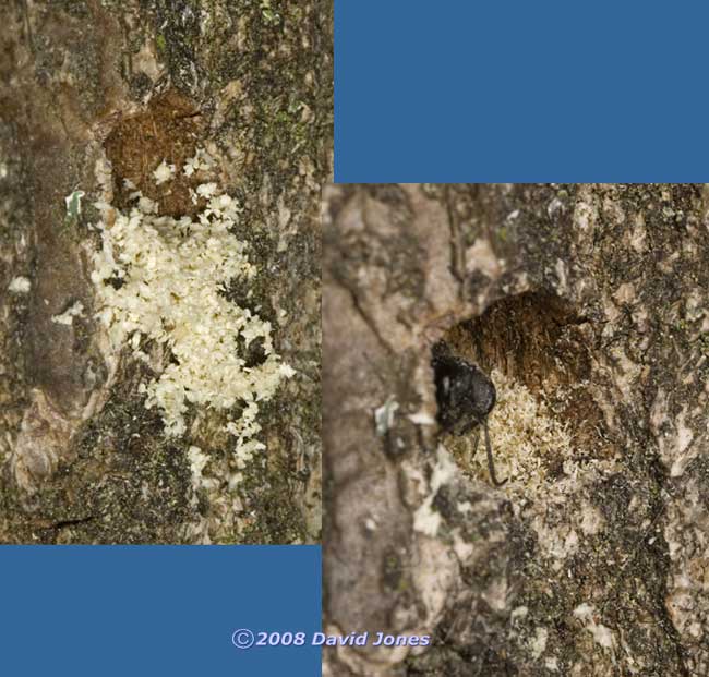 Solitary wasp works inside hole in log