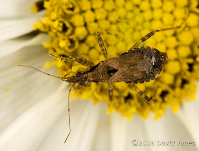 Ant Damsel Bug (Himacerus mirmicoides) on Cosmos flower - feeding