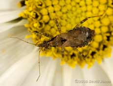 Ant Damsel Bug (Himacerus mirmicoides) on Cosmos flower