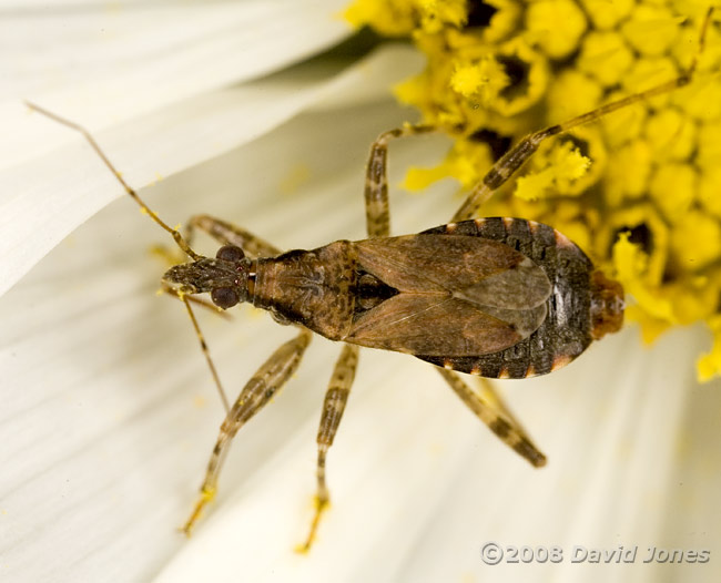 Ant Damsel Bug (Himacerus mirmicoides) on Cosmos flower