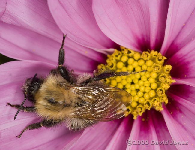 Carder Bumblebee - torpid on Cosmos