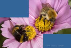 Carder and Common Garden Bumblebees on Cosmos