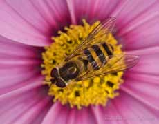 Hoverfly (Syrphus ribesii) on Cosmos flower