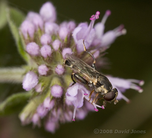 Hoverfly on Water Mint 