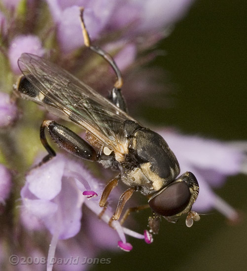 Hoverfly on Water Mint - close-up