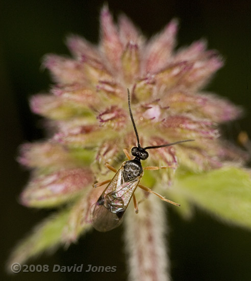 Unidentified Ichneumon Fly on Water Mint