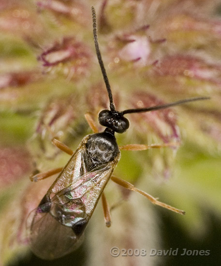 Unidentified Ichneumon Fly on Water Mint - cropped image