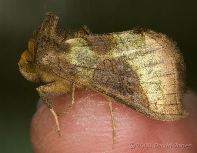 Moth - Burnished Brass (Diachrysia chrysitis)