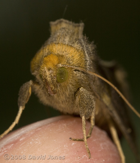 Moth - Burnished Brass (Diachrysia chrysitis) - view of head