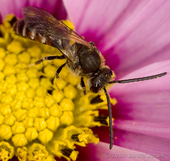 Unidentified Solitary bee visits Cosmos flower - 2