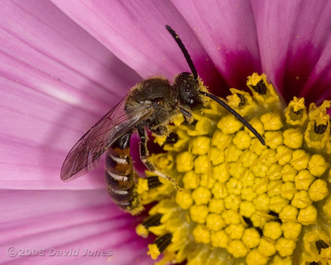 Unidentified Solitary bee visits Cosmos flower - 1