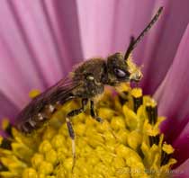 Unidentified Solitary bee visits Cosmos flower