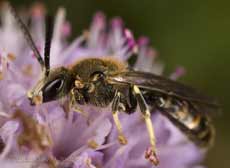 Unidentified Solitary bee visits Water Mint