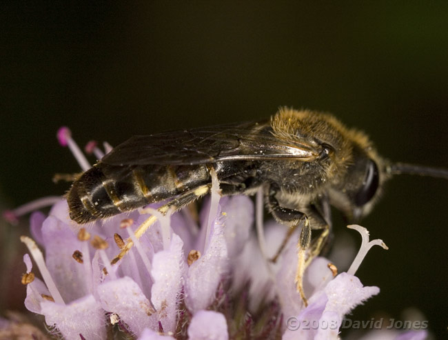 Unidentified Solitary bee visits Water Mint - 2