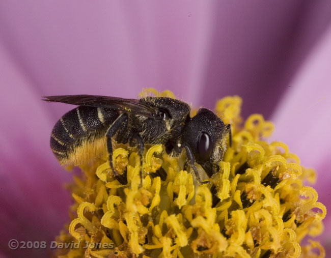 Solitary bee feeds on Cosmos