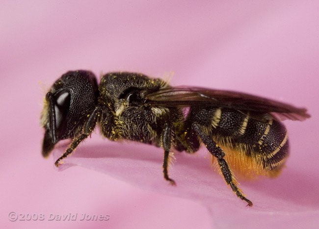 Solitary bee rests on Cosmos - side view