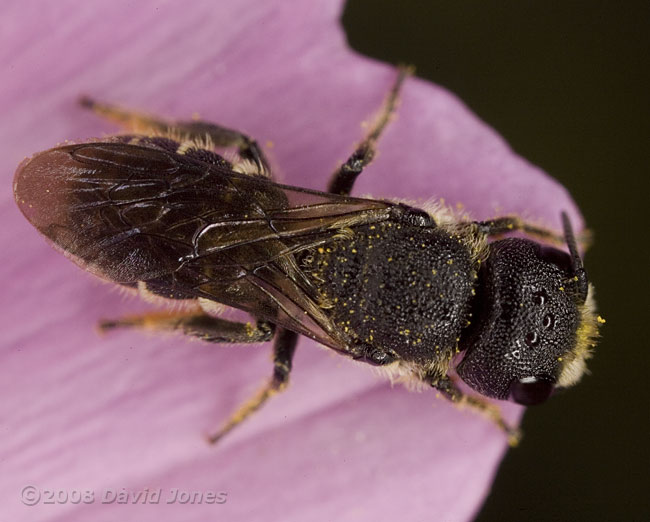 Solitary bee rests on Cosmos - dorsal view