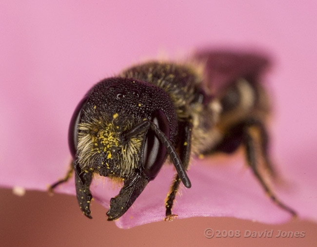 Solitary bee rests on Cosmos - close-up of face