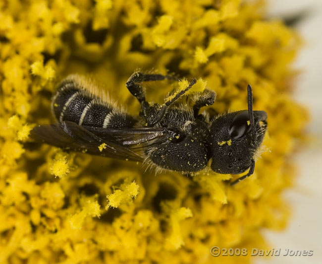 Another Solitary bee torpid in Cosmos flower (at 10pm)