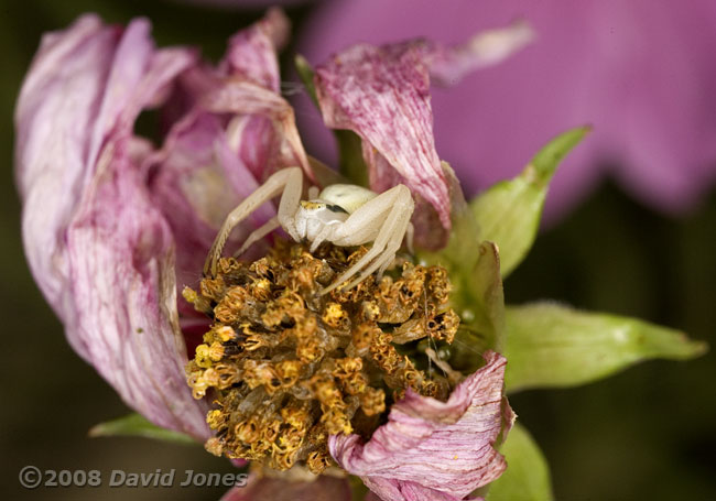 Crab Spider (Misumena vatia) on shrivelled Cosmos flower