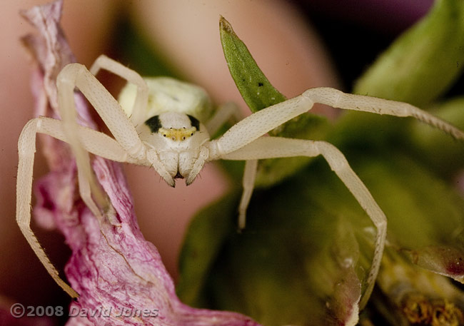 Crab Spider (Misumena vatia) on shrivelled Cosmos flower - close-up