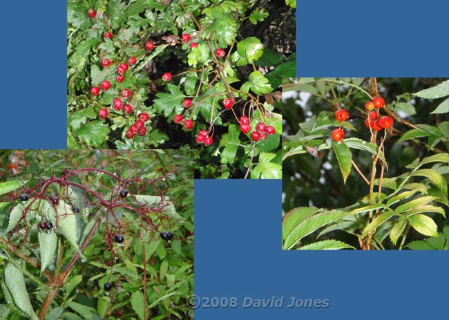 Berries in the garden on a dull, wet day