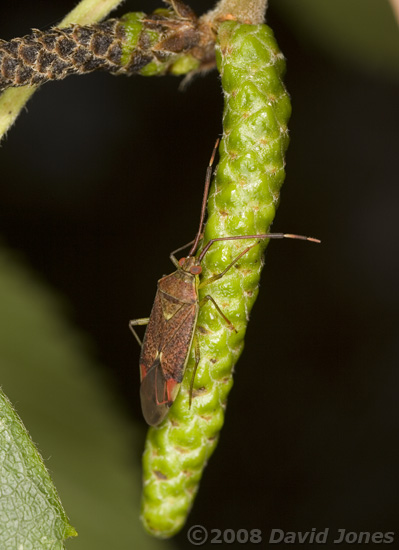 Mirid Bugs on over-wintering catkins (Himalayan Birch) - 2