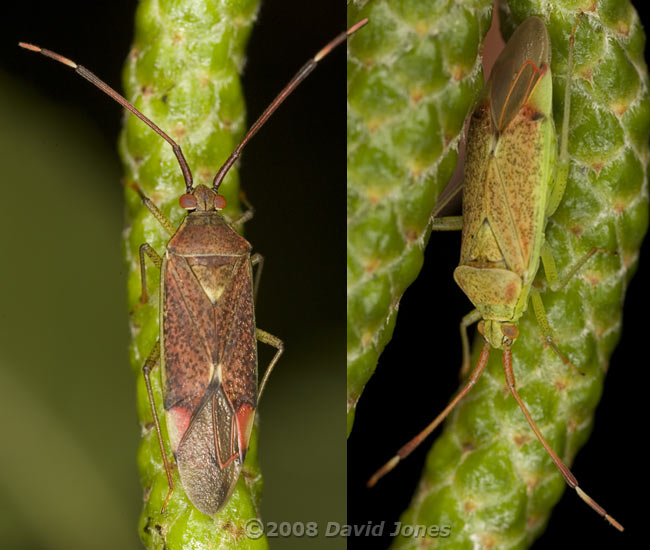 Mirid Bugs on over-wintering catkins (Himalayan Birch) - 1