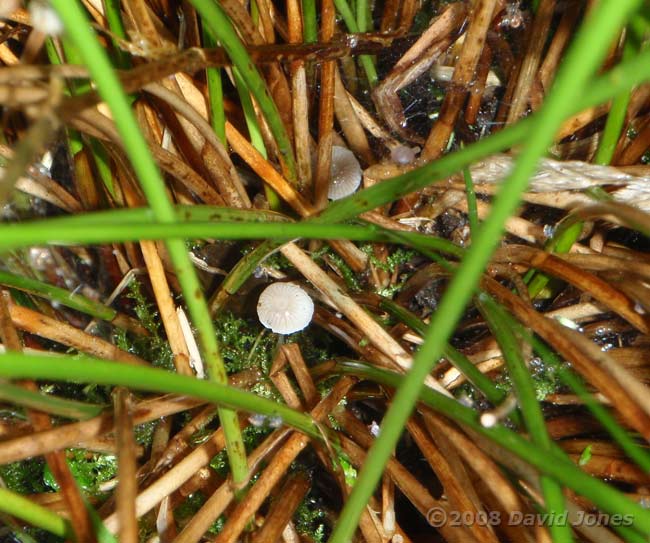 Fungi amongst the rushes