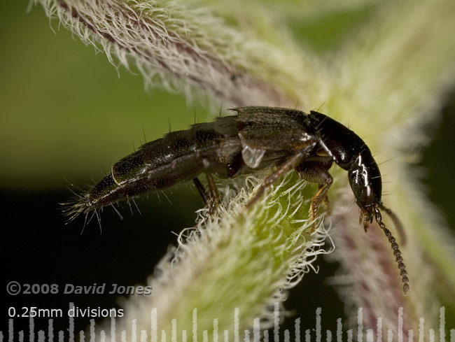 Rove beetle on Water Mint - 2