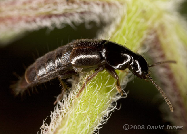 Rove beetle on Water Mint - 1