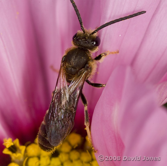 Solitary bee (Lasioglossum calceatum) on Cosmos