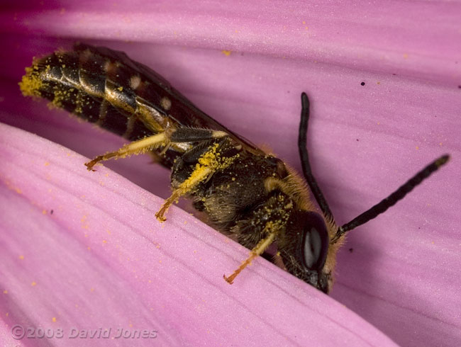 Solitary bee (Lasioglossum calceatum) on Cosmos at 10pm - 3