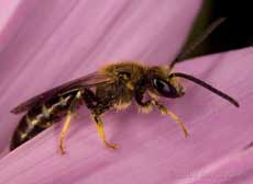 Solitary bee (Lasioglossum calceatum) on Cosmos at 10pm