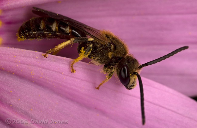 Solitary bee (Lasioglossum calceatum) on Cosmos at 10pm - 2