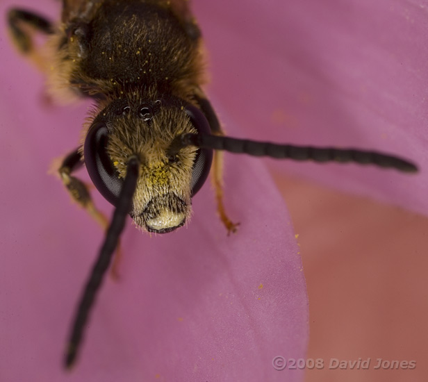 Solitary bee (Lasioglossum calceatum) on Cosmos at 10pm - 4