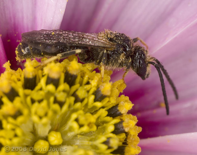 Solitary bee (Lasioglossum calceatum) on Cosmos at 10am -  covered with dew - 1