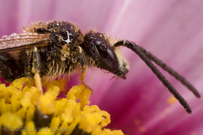 Solitary bee (Lasioglossum calceatum) on Cosmos at 10am -  covered with dew - 3